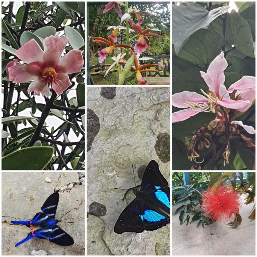 Finca Jardin Del Agua Сасайма Экстерьер фото