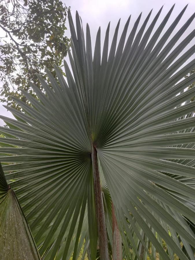Finca Jardin Del Agua Сасайма Экстерьер фото