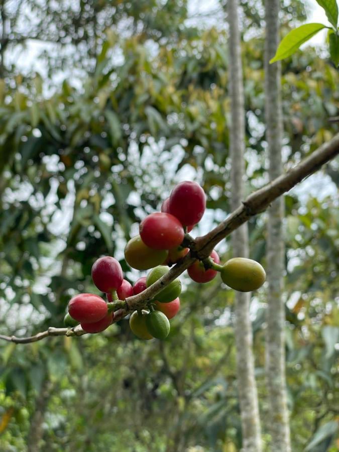 Finca Jardin Del Agua Сасайма Экстерьер фото