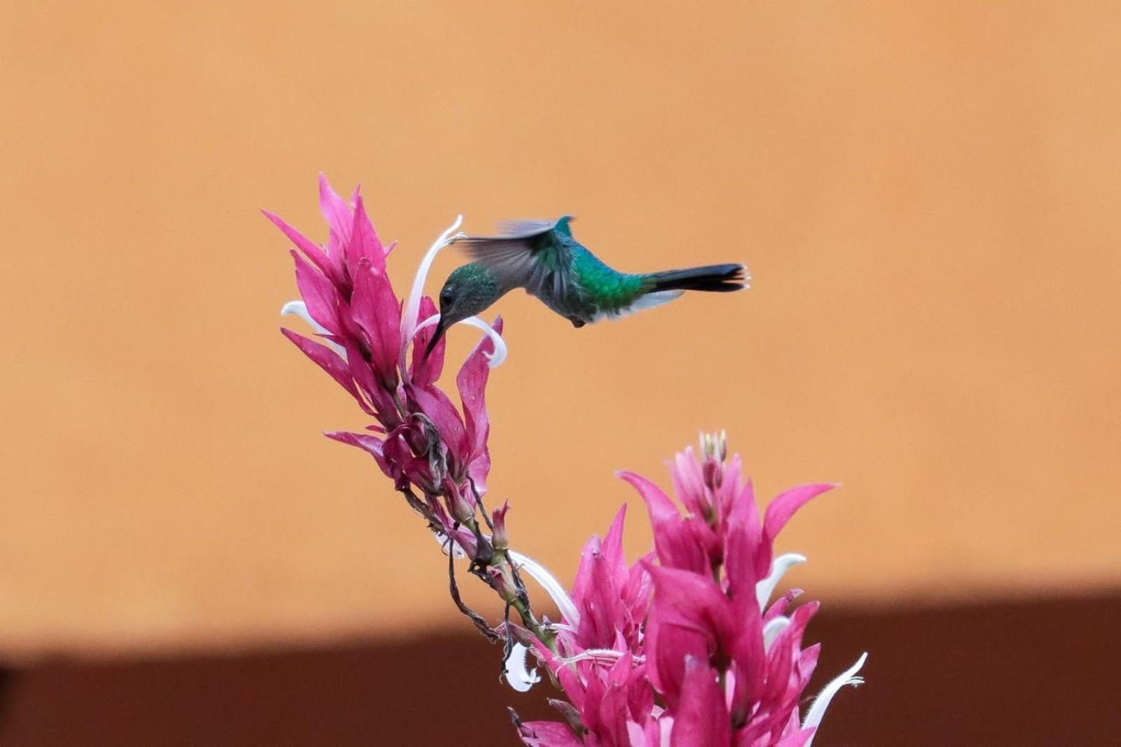 Finca Jardin Del Agua Сасайма Экстерьер фото
