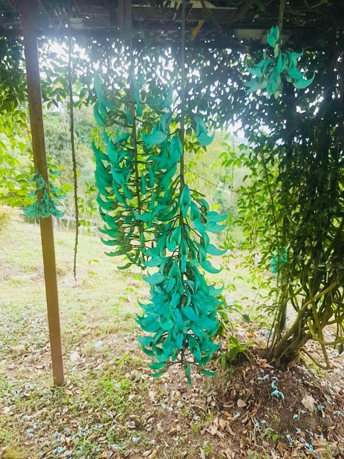 Finca Jardin Del Agua Сасайма Экстерьер фото